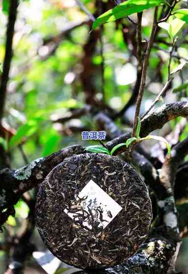 怎样选择普洱茶茶饼，普洱茶茶饼选择指南：怎样挑选出优质的茶饼？