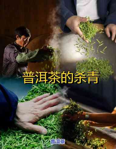 普洱茶杀青的目的及其关键性是什么？