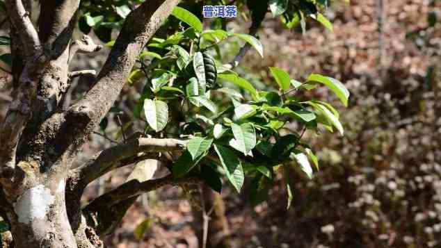 野生普洱茶哪里多买点好喝，寻找优质野生普洱茶？这里有多款好喝的选择！