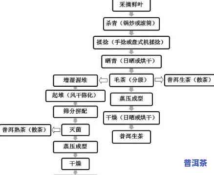 普洱生普是发酵茶吗？从定义、制作工艺到口感解析