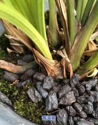 老班章的茶树品种及其分类：详解三种不同的老班章茶树