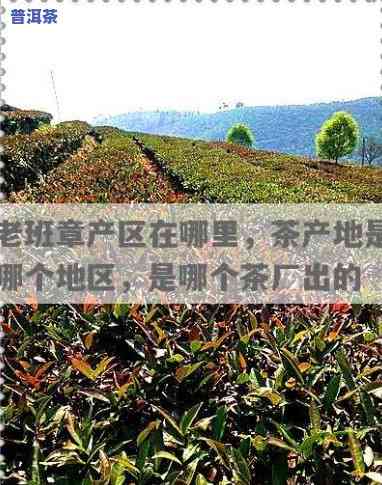 老班章茶厂直销：揭秘老班章茶区位置与茶业