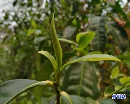 普洱茶芽苞的冲泡方法，探索美味：普洱茶芽苞的冲泡技巧与方法