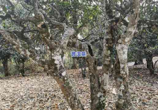 老班章古树茶多少钱一斤，探寻老班章古树茶的价格，一斤要多少钱？