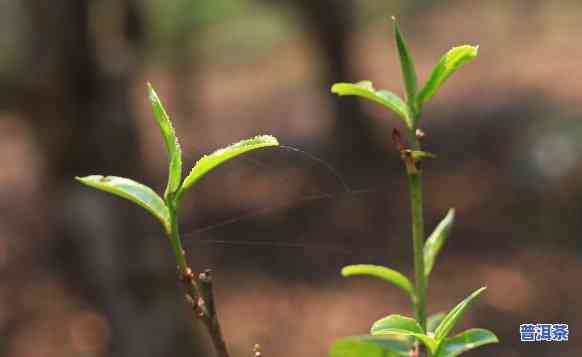 普洱茶去哪里收集好的茶香，寻味之旅：探索普洱茶的香气源头与优质产区