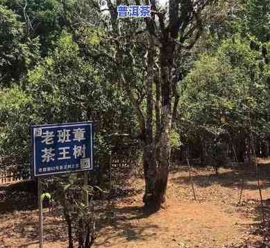 老班章属于哪个茶山，探寻茶叶之源：揭秘“老班章”所属的茶山