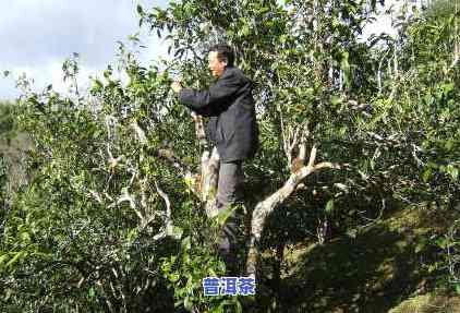 古六大茶山之老班章-老班章属于哪个茶山