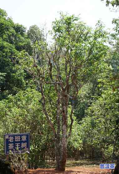 老班章村有几棵古树-老班章村有多少古树