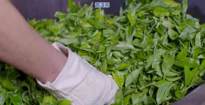 干炒普洱茶技巧视频大全图解教程：步骤详解与实操示范