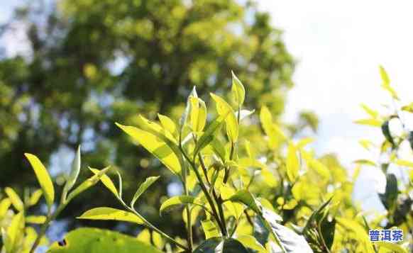 布朗山和老班章，探秘普洱茶之冠：布朗山与老班章的传奇故事