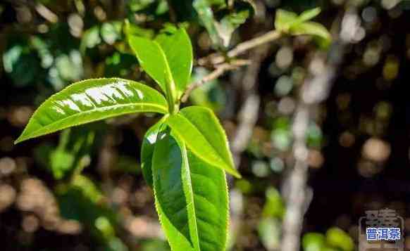 布朗茶山的老班章：探寻原生态古树茶的魅力