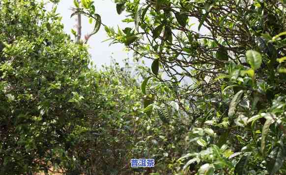 永珍号梅子青普洱茶怎样-永德梅子箐茶的特点