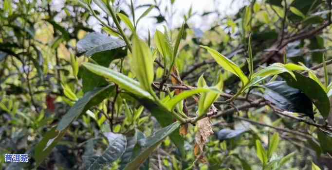 探究老班章茶的炒作历程：由谁炒起，怎样炒热？