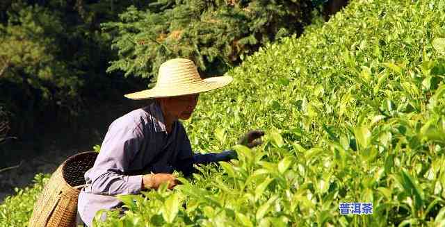 茶农怎样卖普洱茶的茶种-茶农怎样卖普洱茶的茶种呢