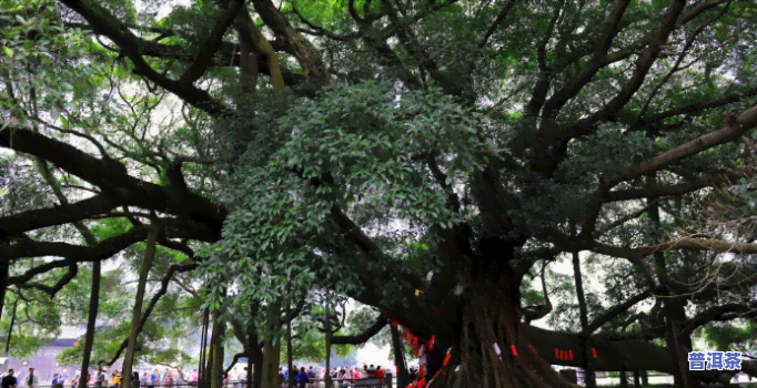 广州古树，千年古韵：探访广州的古老树木