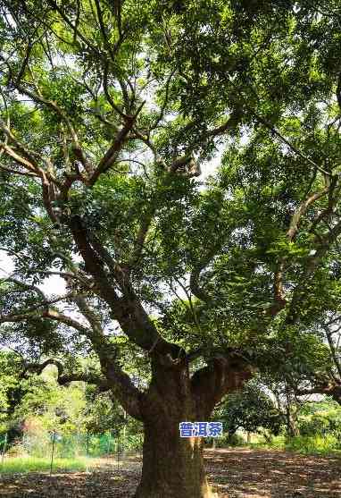 广州古树名木名录，探寻广州历史文化：古树名木名录全览