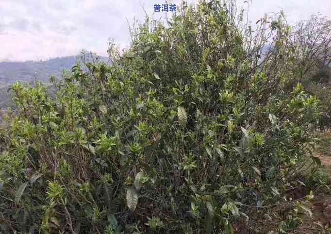 普洱茶夏天采摘时间表格图片，揭秘夏季普洱茶采摘时间：看这张图表就知道！