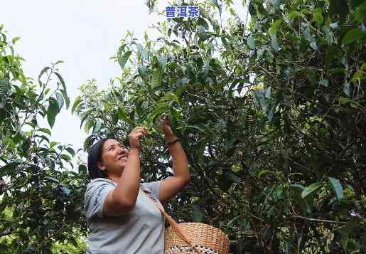 普洱茶的采摘时间是什么时候？从何时开始？