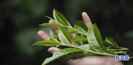 普洱越喝越甘甜，探索普洱茶的奥秘：为何越喝越甘甜？