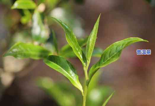 揭穿普洱茶的七大谣言是什么意思，揭示普洱茶七大谣言，真相大公开！