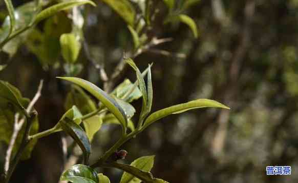 老班章都是古树茶吗？了解其特点与分类