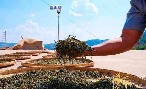 全程教学：黄皮普洱茶制作方法视频教程大全