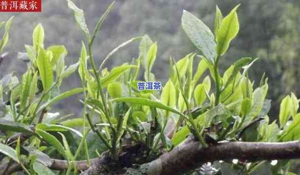 广西老树茶：其种类与本质探究