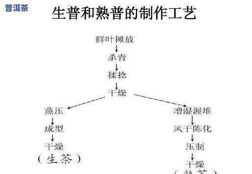 深入熟悉生普洱的制作工艺流程