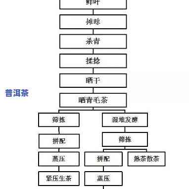 普洱茶生普制作工艺流程详解