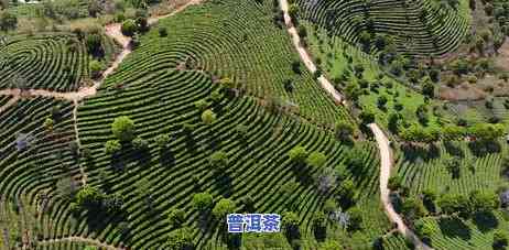 5000吨普洱茶进藏，千里迢迢，5000吨普洱茶进藏，为  带去健康与温暖！