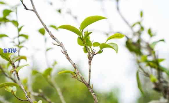 老班章最老古茶树：茶叶价格与历史考究