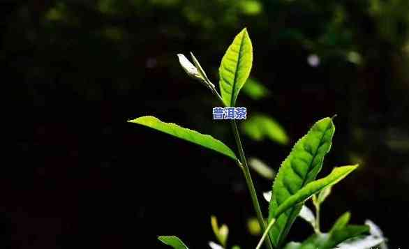 普洱茶好听的茶名有哪些-普洱茶好听的茶名有哪些名字