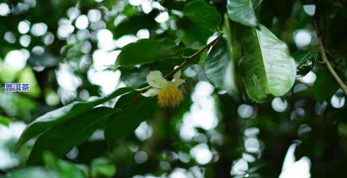 普洱茶百花树，探秘云南普洱茶：百花树的故事与风味