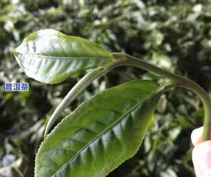 为什么普洱茶饼会有碎末和叶子？