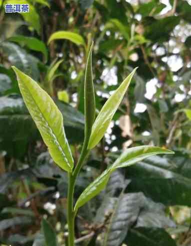 老班章秋茶几月份开采，探寻老班章秋茶采摘时间，揭秘几月更佳采收期！