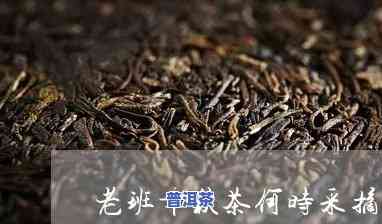 老班章秋茶是几月份-老班章秋茶几月份开采