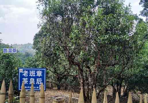 老班章大树茶，探寻老班章大树茶：品味云南普洱的珍品