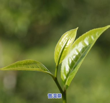 初学普洱茶,从哪里开始，入门普洱茶：从何处着手学习？