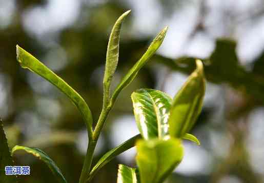 普洱茶新茶存放后的转化与老茶的区别，新茶与老茶的优劣比较