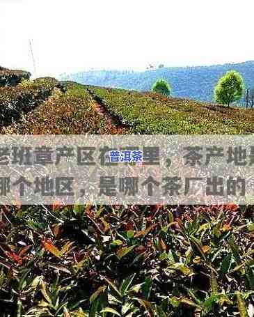 探访勐海老班章村：揭秘世界顶级普洱茶产地及其村长