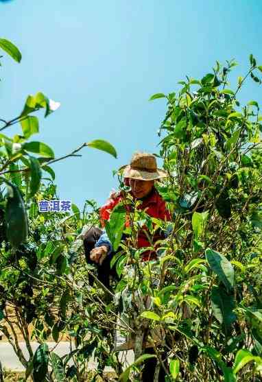 探访勐海老班章村：揭秘世界顶级普洱茶产地及其村长