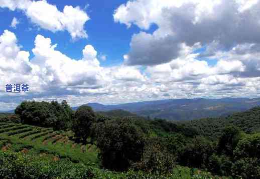 老班章茶山高清摄影-老班章茶山图片