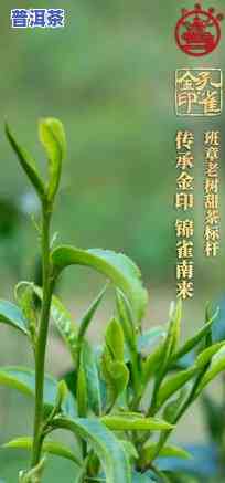 老班章分甜茶苦茶吗-老班章分甜茶和苦茶吗