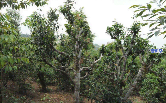 普洱茶帕沙茶特点是什么意思，探秘普洱茶帕沙：其特别的特点和魅力