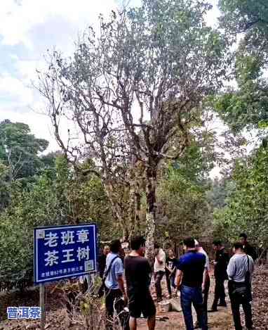 老班章茶王树32万：独一无二的珍贵茶叶