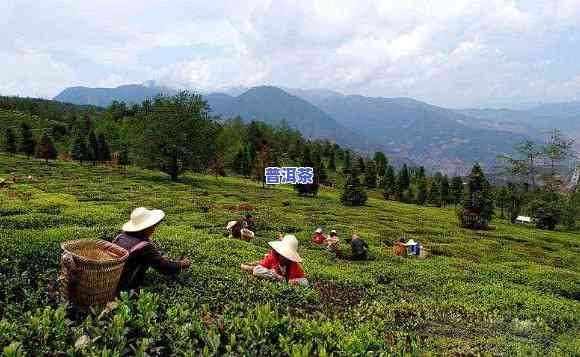 哪些地方需要普洱茶种植-哪些地方需要普洱茶种植呢