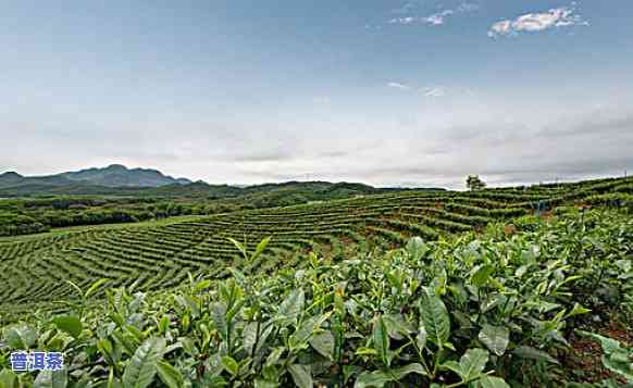 哪些地方需要普洱茶种植-哪些地方需要普洱茶种植呢