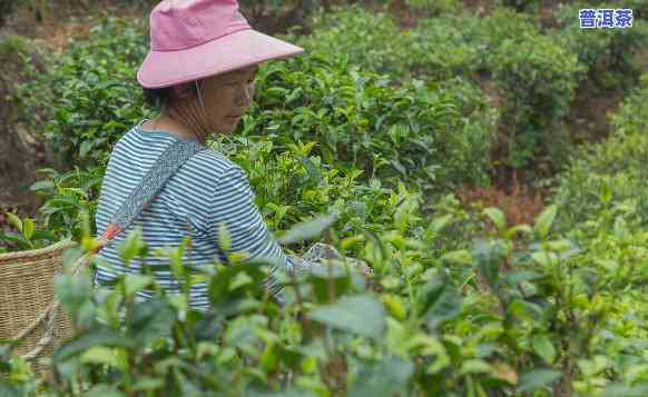 三角梅种植园普洱茶好吗视频，揭秘三角梅种植园的普洱茶：一种特别的茶叶体验