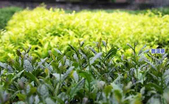 三角梅种植园普洱茶好吗视频，揭秘三角梅种植园的普洱茶：一种特别的茶叶体验