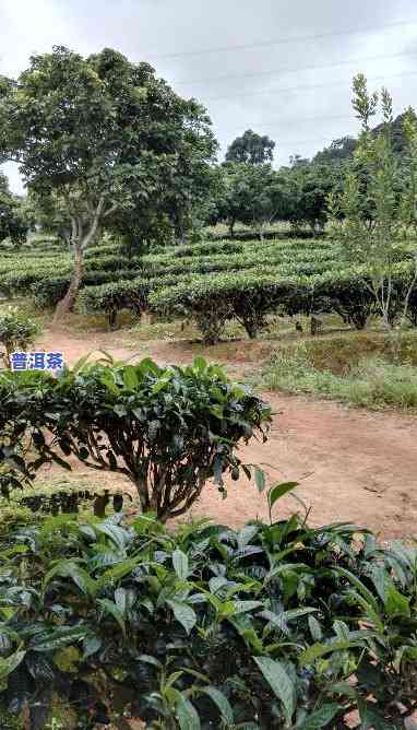 三角梅种植园普洱茶好吗-三角梅种植园普洱茶好吗视频